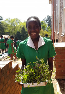 Thembi Matsinhe of grade 9 with the Spekboom cuttings